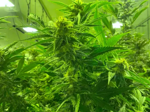 Cannabis plants flowering under grow lights