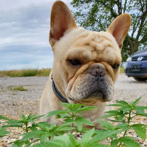 Frank, the farm dog, sitting among young cannabis plants